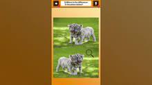 Imagen 5 de Train Your Brain! Spot the Difference with Animal Kids Photos