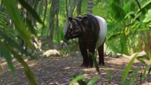 Imagen 122 de Planet Zoo
