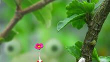 Imagen 32 de Pikmin 2