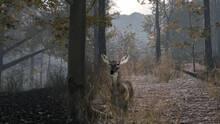Imagen 4 de Pro Deer Hunting 2