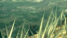 Imagen 81 de Metal Gear Solid 3: Snake Eater